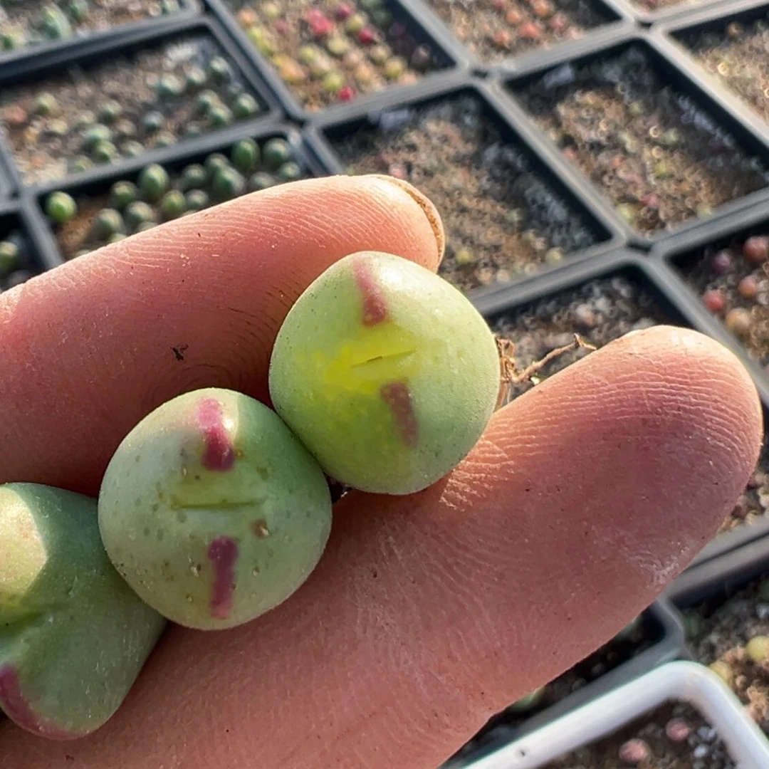 胖**子35多肉植物百科知识