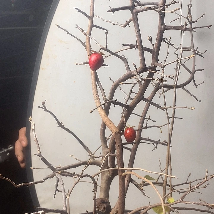 牧***童无花朵我们的目标