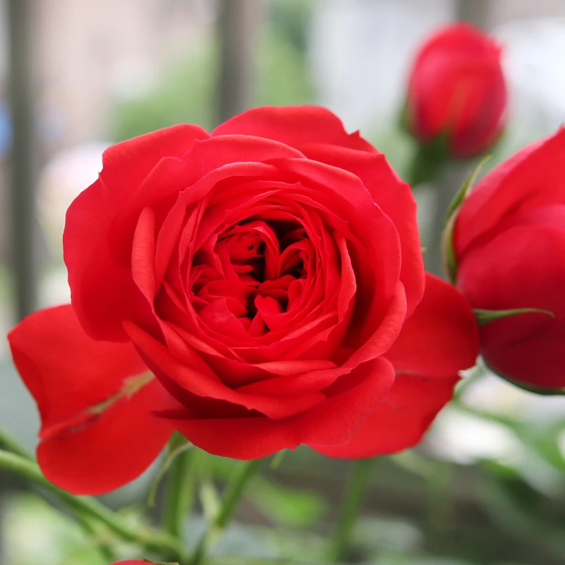 花妖【红苹果大苗】大花四季