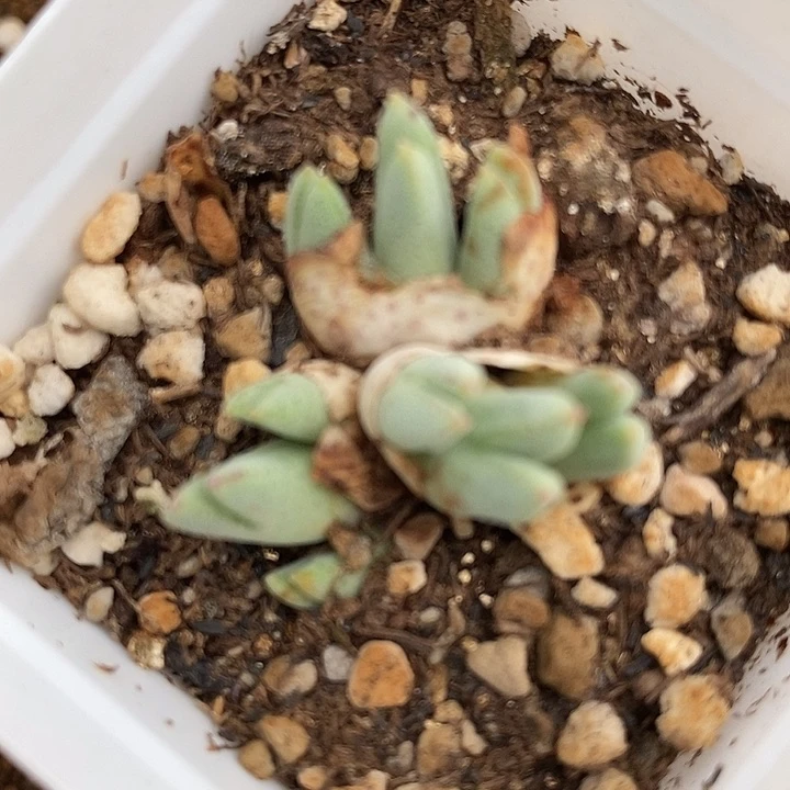 327猪蹄一群985一群