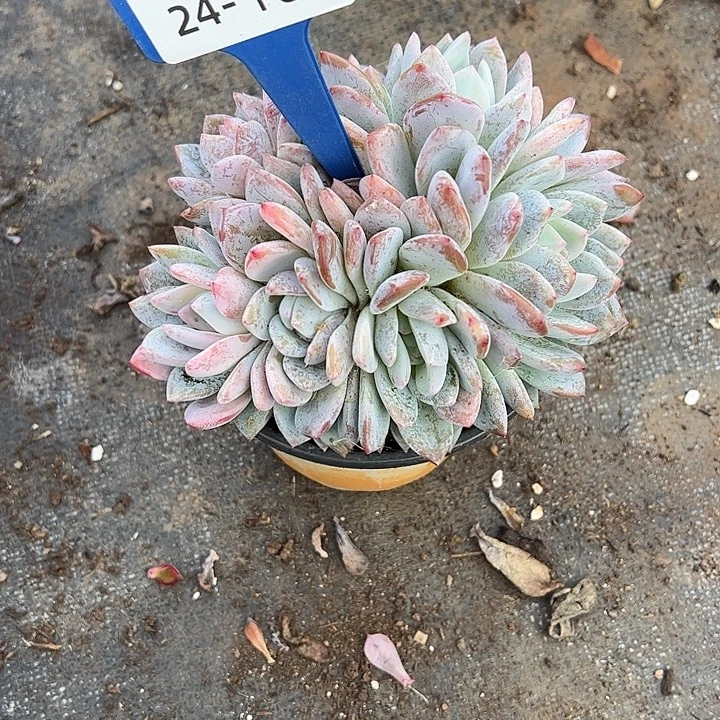 y***院多肉植物组合盆栽24/102