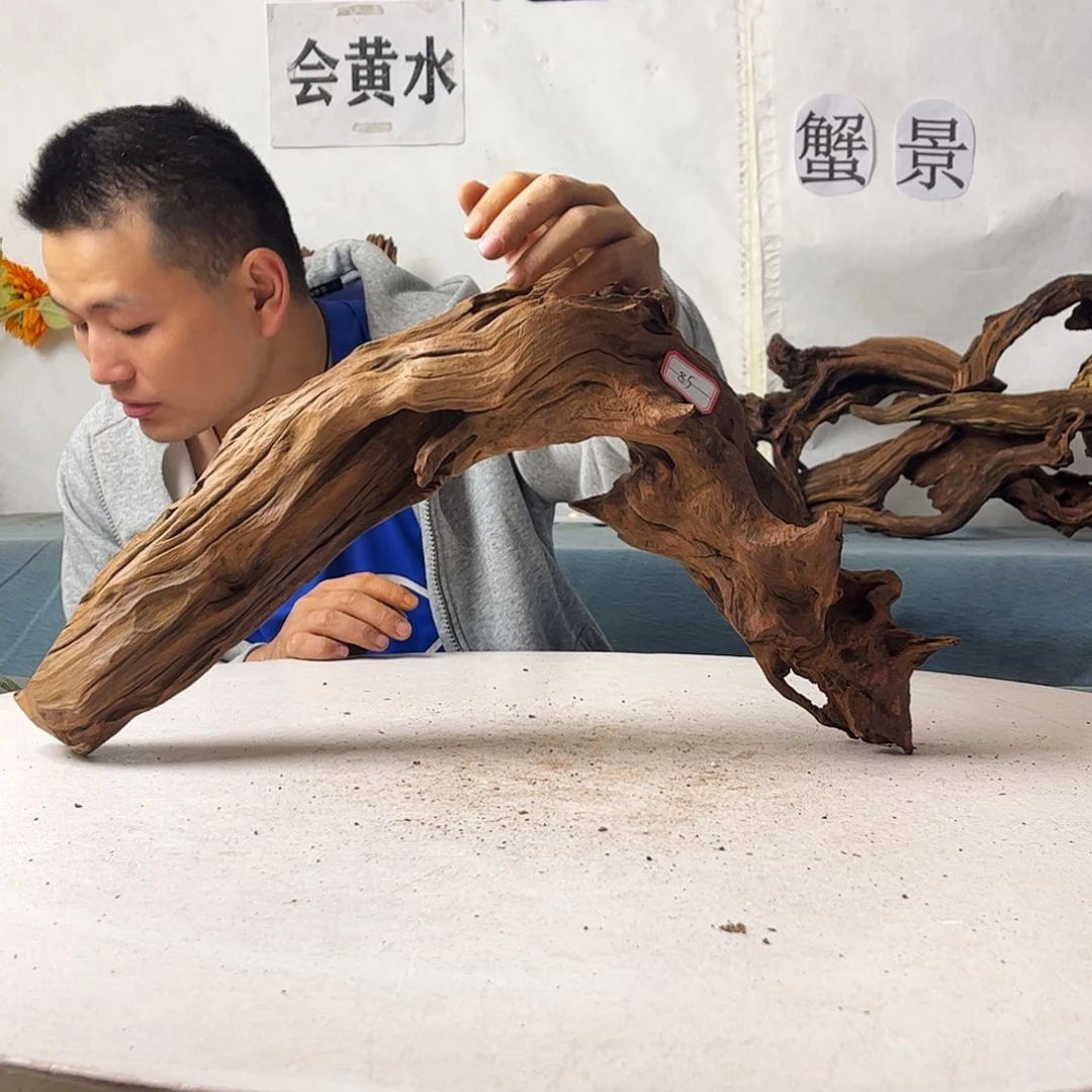 沉木造景爬宠造景