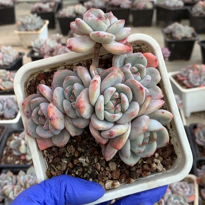 无花朵哈哈哈哈哈哈哈哈9