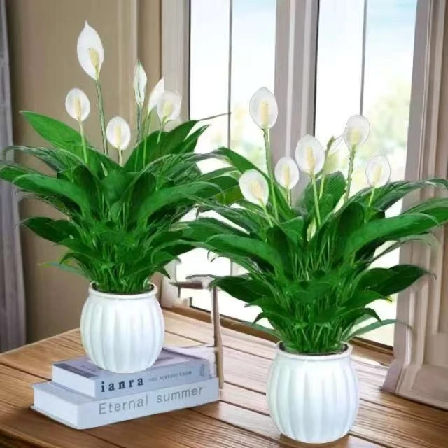 【买一送一】白掌一帆风顺土培绿植盆栽室内植物花卉客厅净化空气