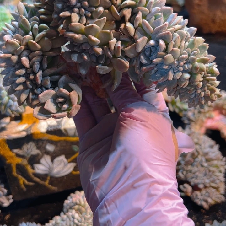 S****L新年快乐啊宝宝们88888