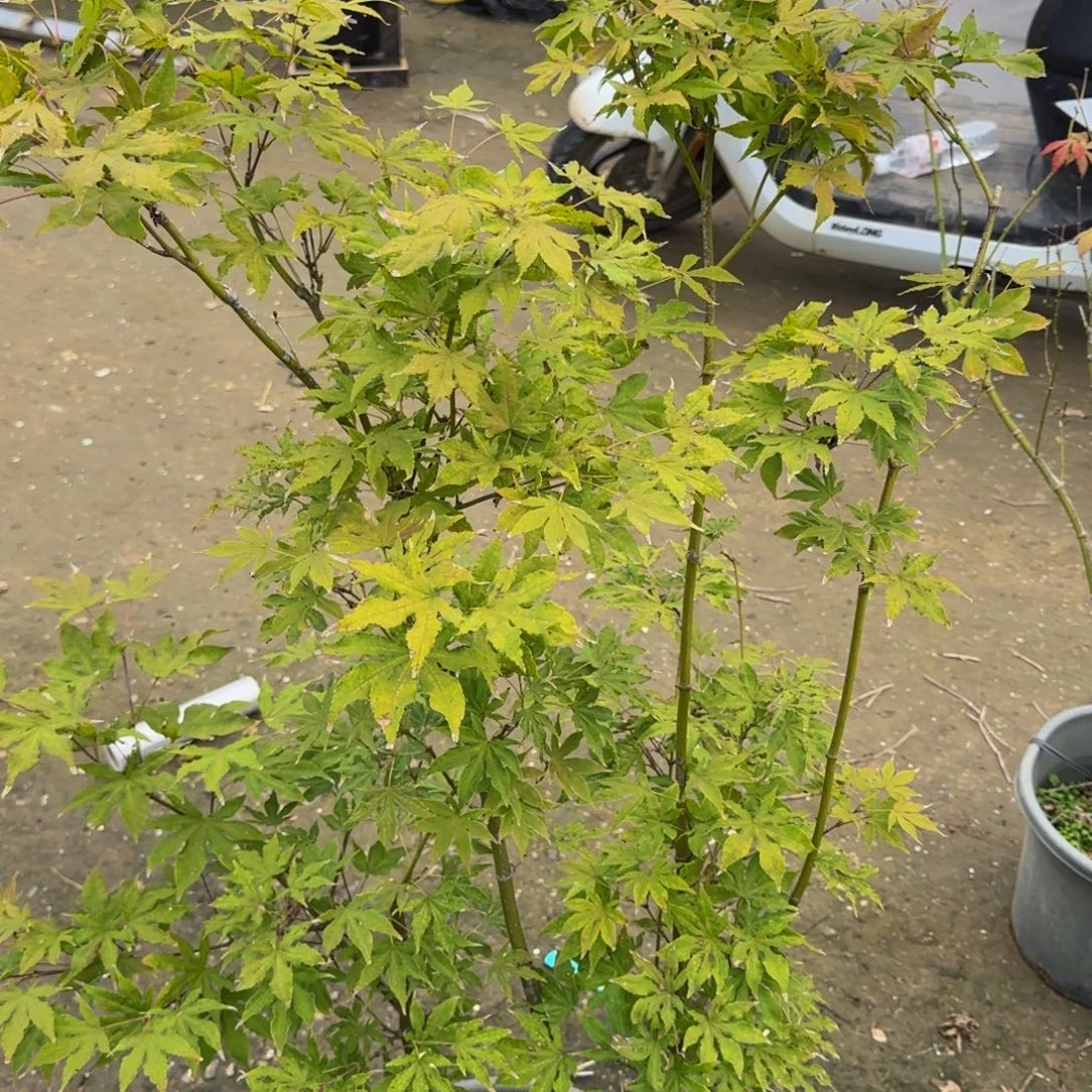 无花朵各种各样的品种，周围的图