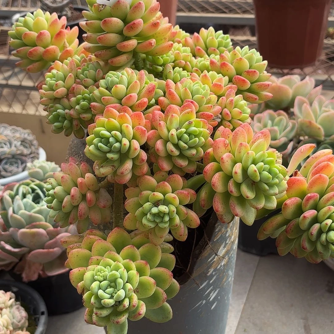 西*柚同温层多肉香格里拉87