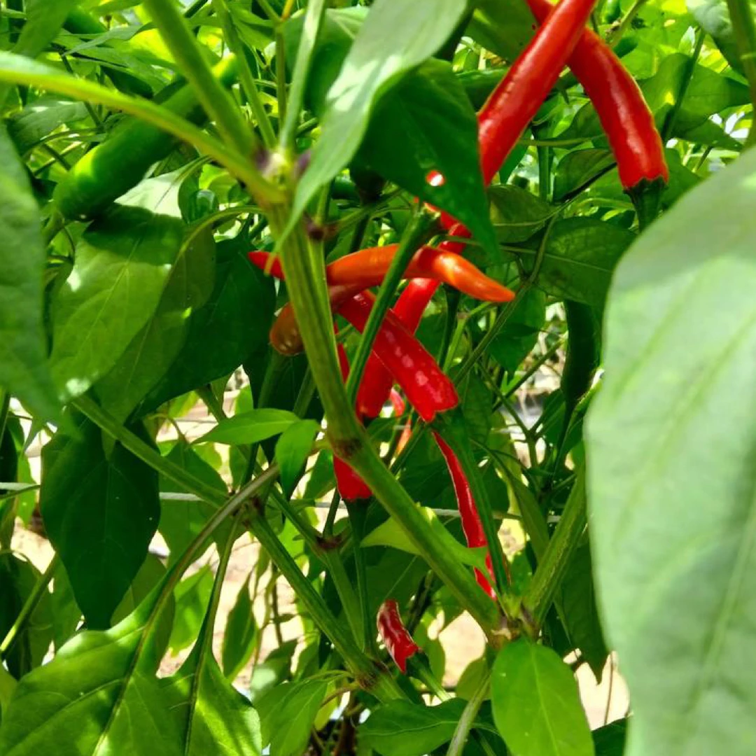 小米辣椒新鲜发货