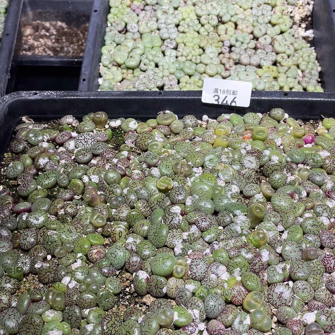 不***正346当天凑满十八元包邮生石花