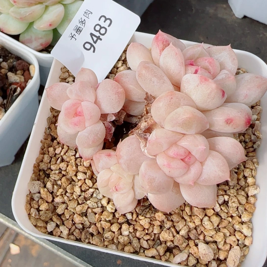 雪糕石化， 483多肉植物