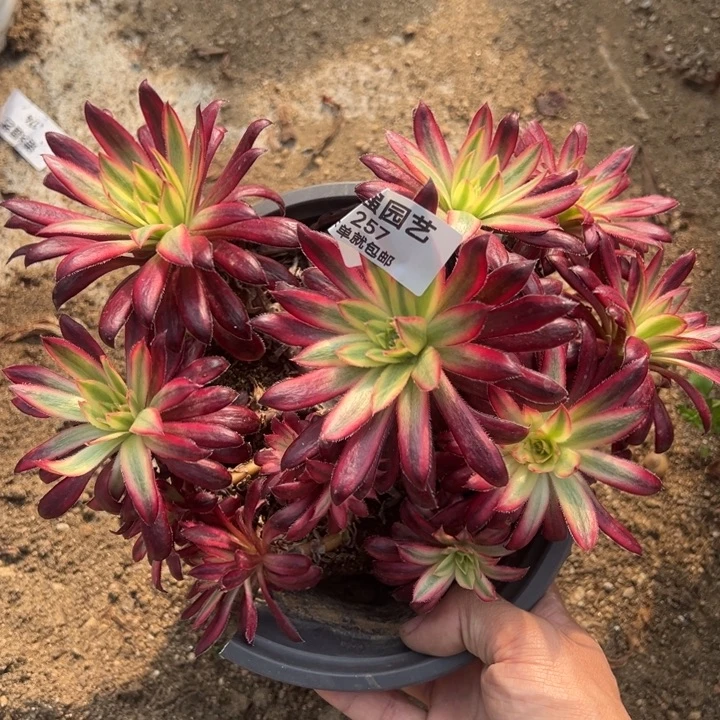 朱雀丛林多肉植物257