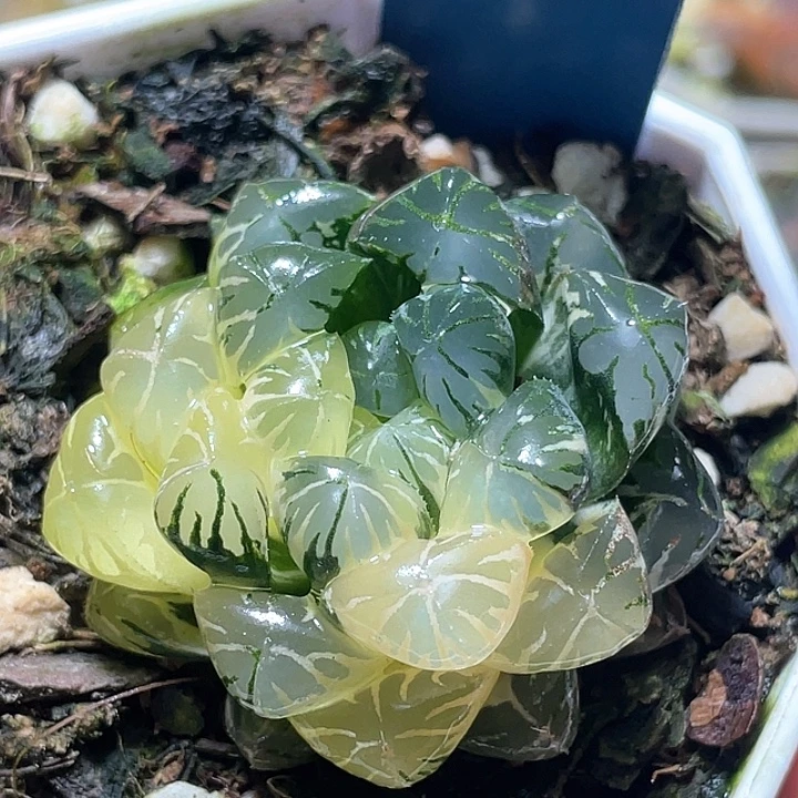 536卜卜紫锦特选福利