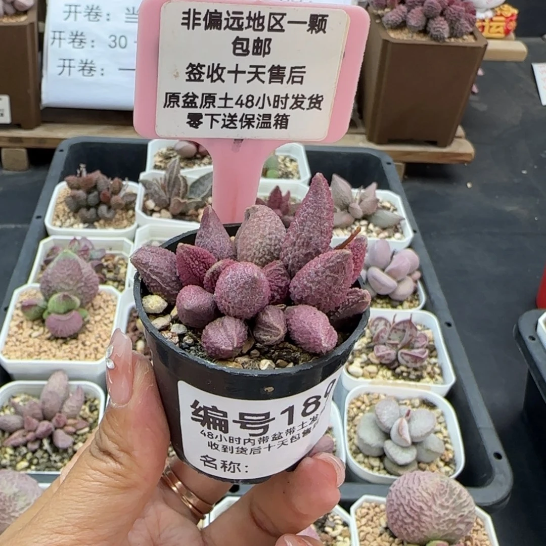 189西施多肉植物