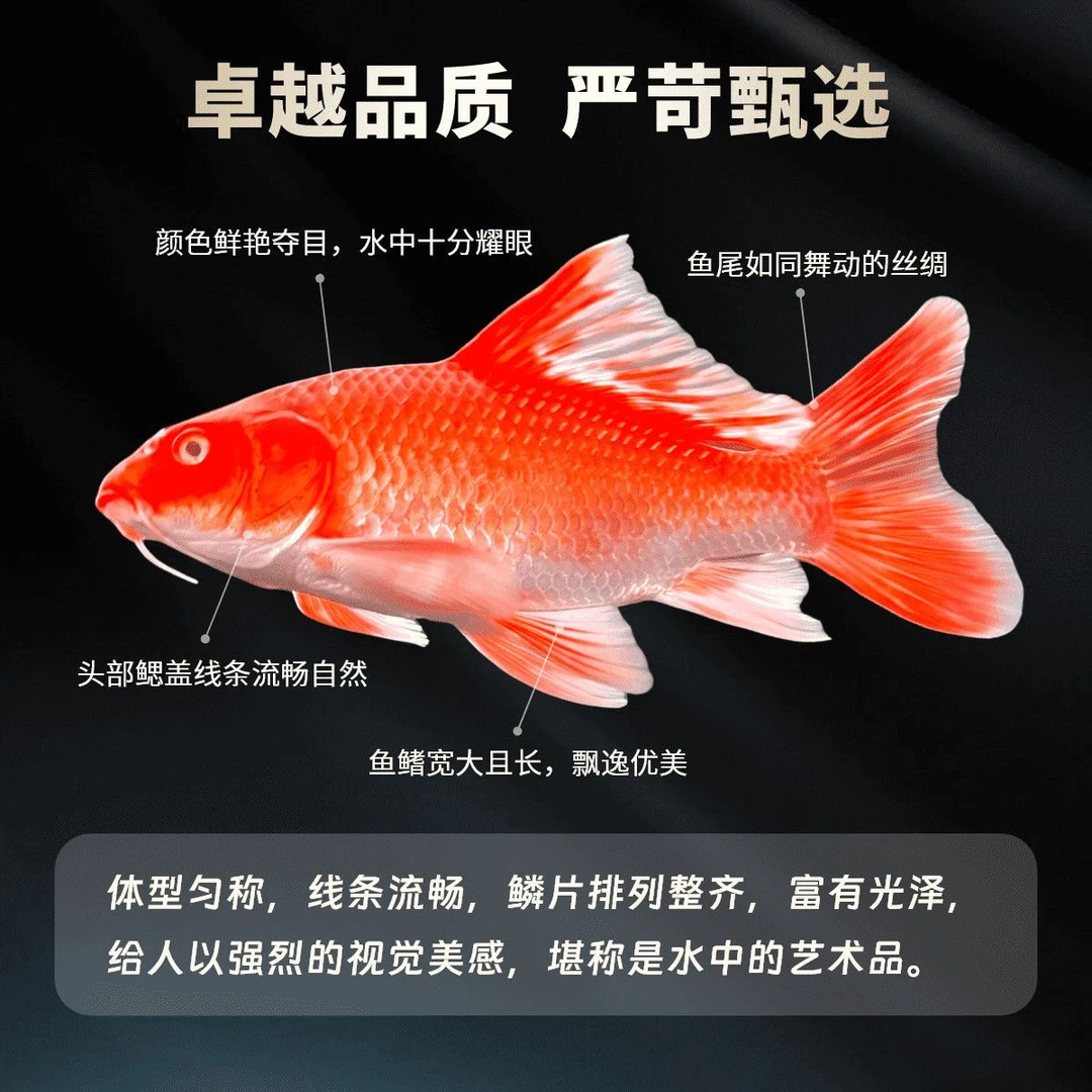 台湾纯正蝴蝶鲤鱼红短身普身精品苗10到13公分鱼塘直发