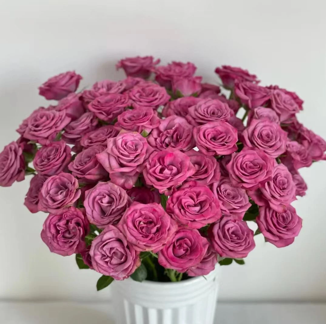 云南直发基地暗夜魅影多 玫瑰鲜切花 全场任意两单顺丰/京东