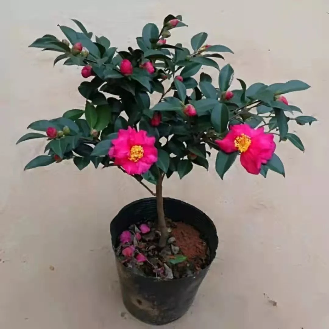 带花苞茶梅花苗耐寒花卉四季常青好养易活绿植高度30-40厘米