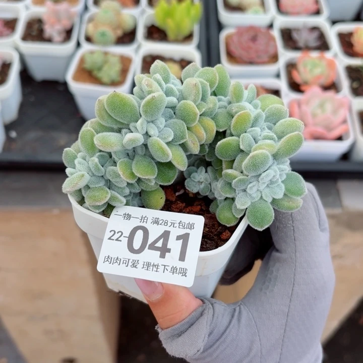 雪晃星缀化多肉多肉无盆土发货