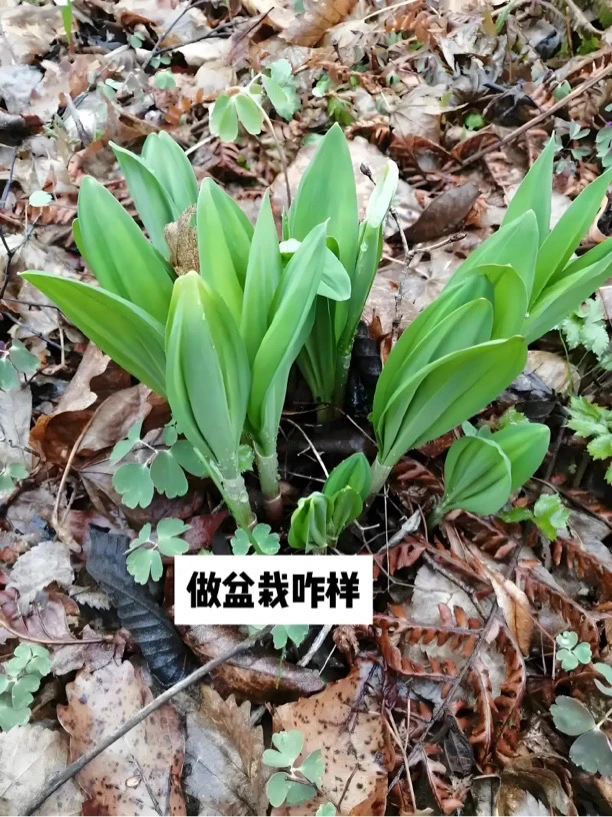 东北野生山葱（寒葱）苗，盆栽地栽均可！