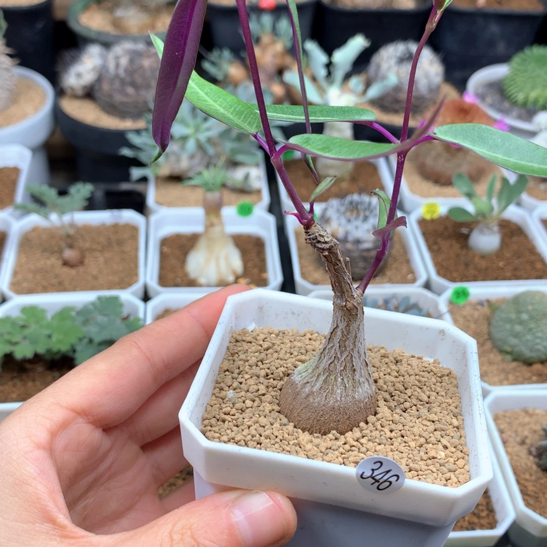 紫背罗摩带盆多肉