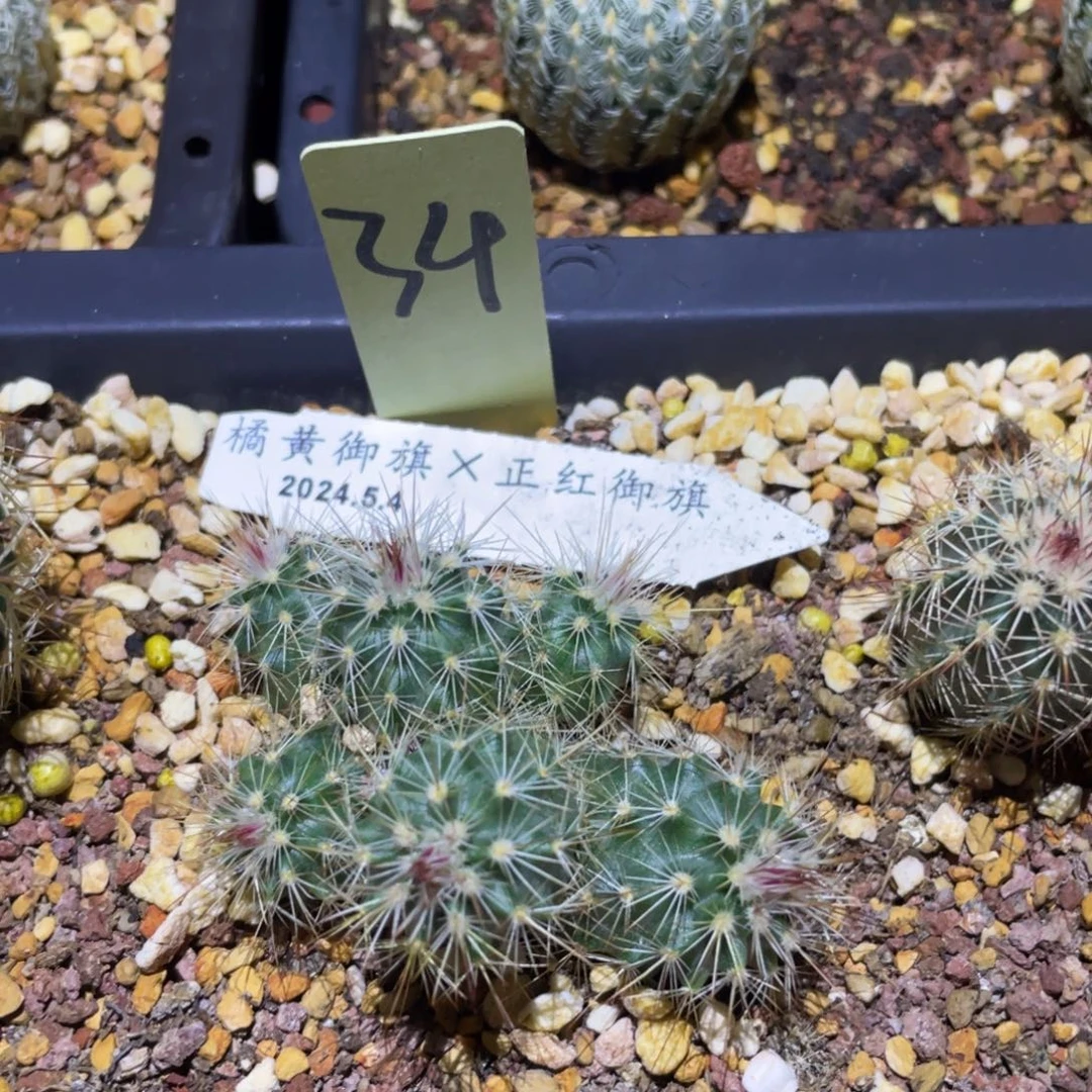 橘黄御旗x正红御旗34