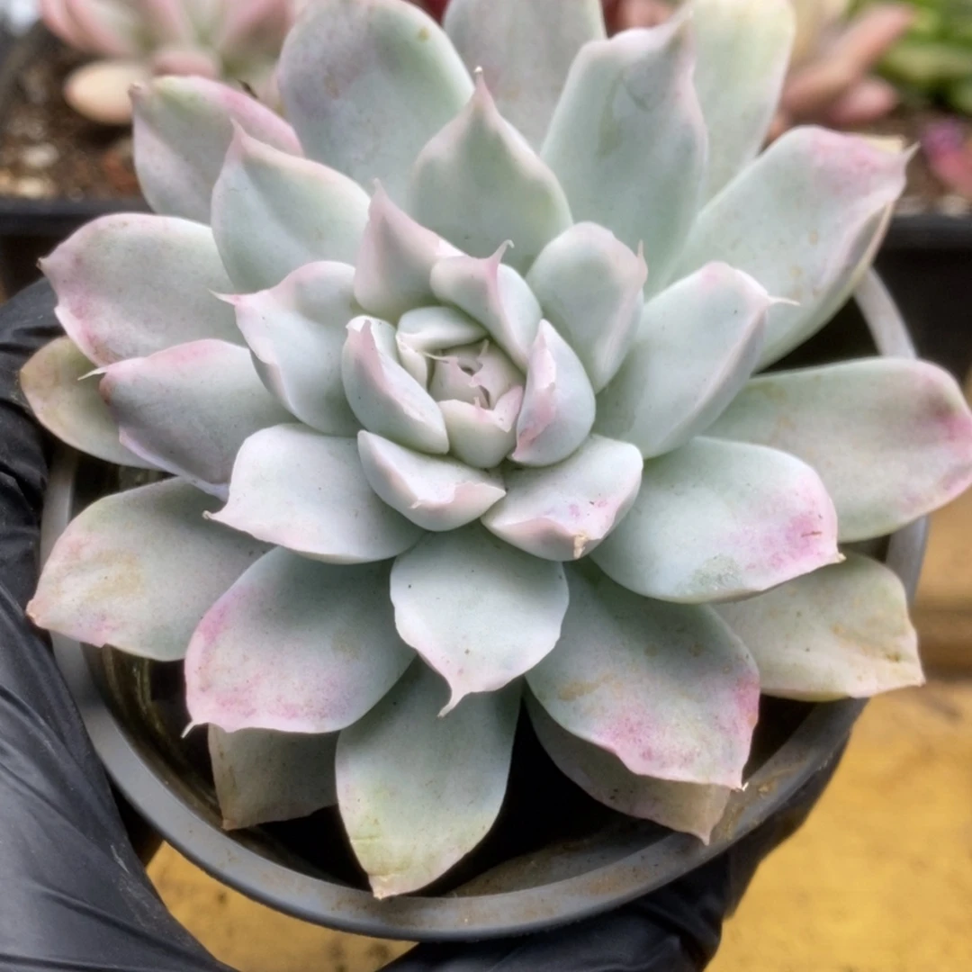 125辛普森锦锦锦锦锦