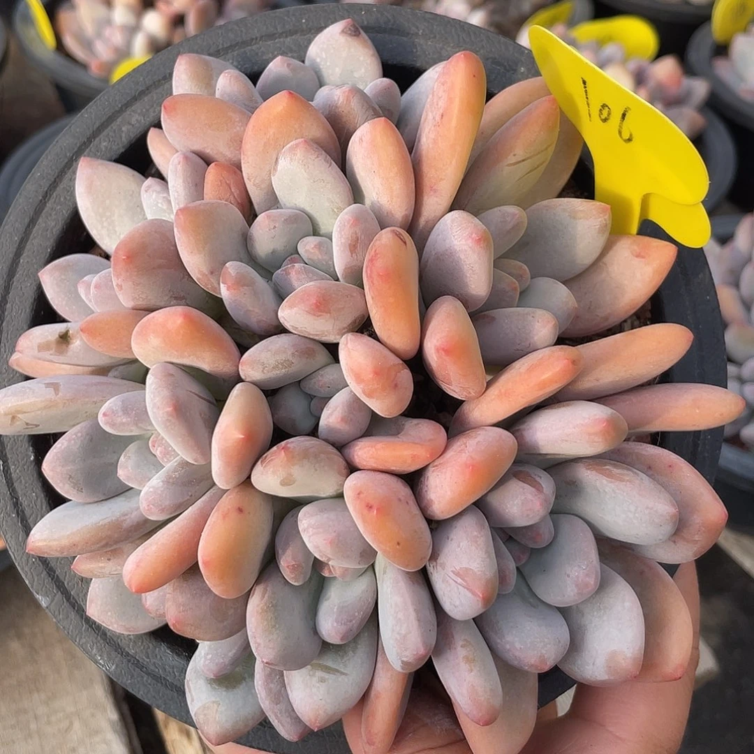 奶酪香水多肉植物106