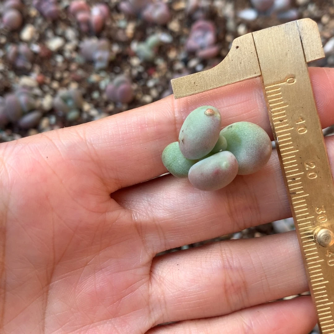 小屁桃 不凑满28元发一片叶 不售后 到付