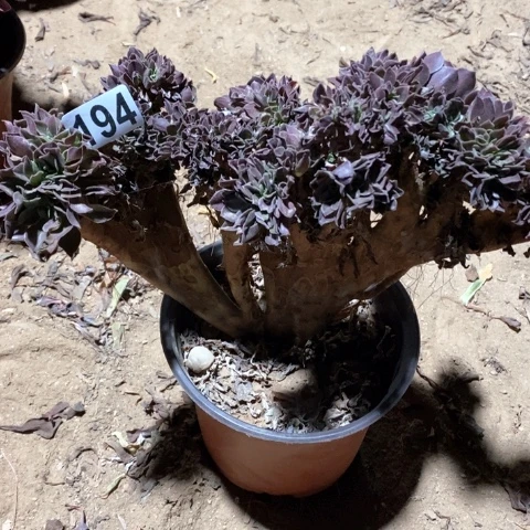 194玫瑰缀十八包邮偏远勿拍