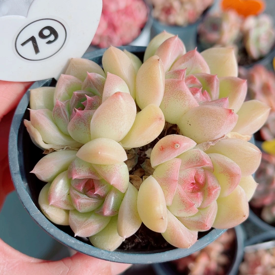 79号小老桩珍妮群