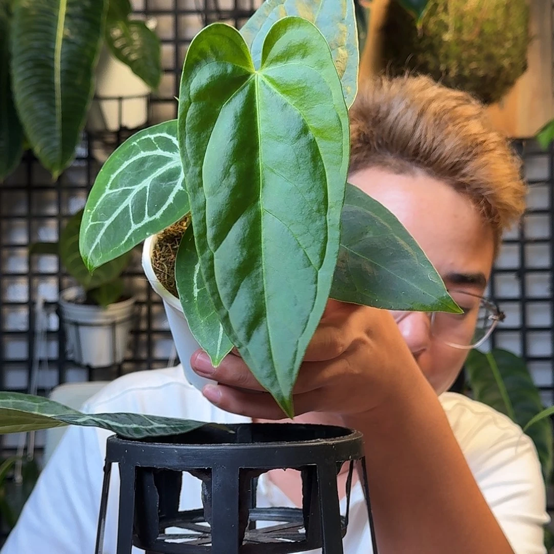 无花朵g****N一物一拍F183