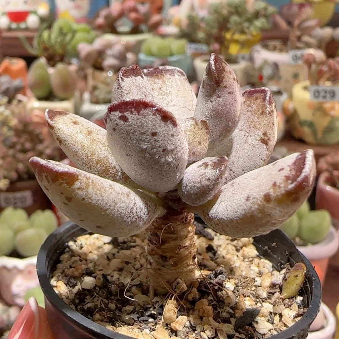 T紫芯盆口  3.5cm