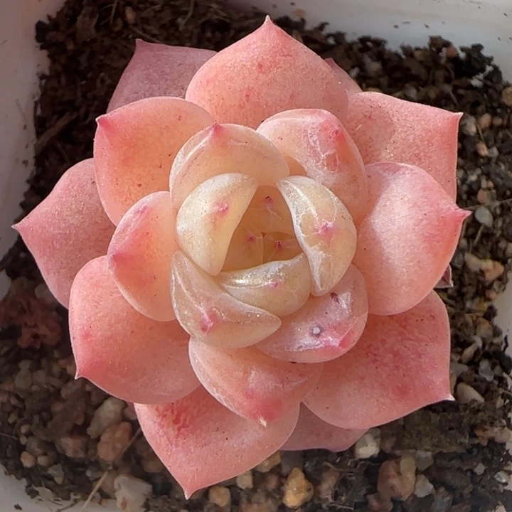 4绝绝子多肉植物一盒棵