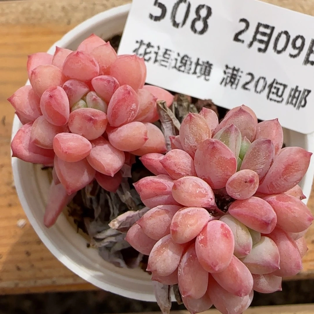 花语逸境0209-508