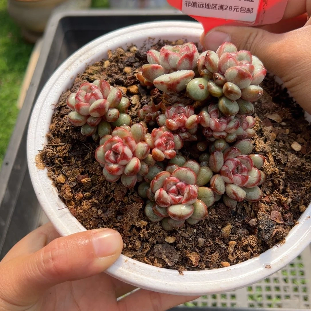 表妹精品多肉2850.