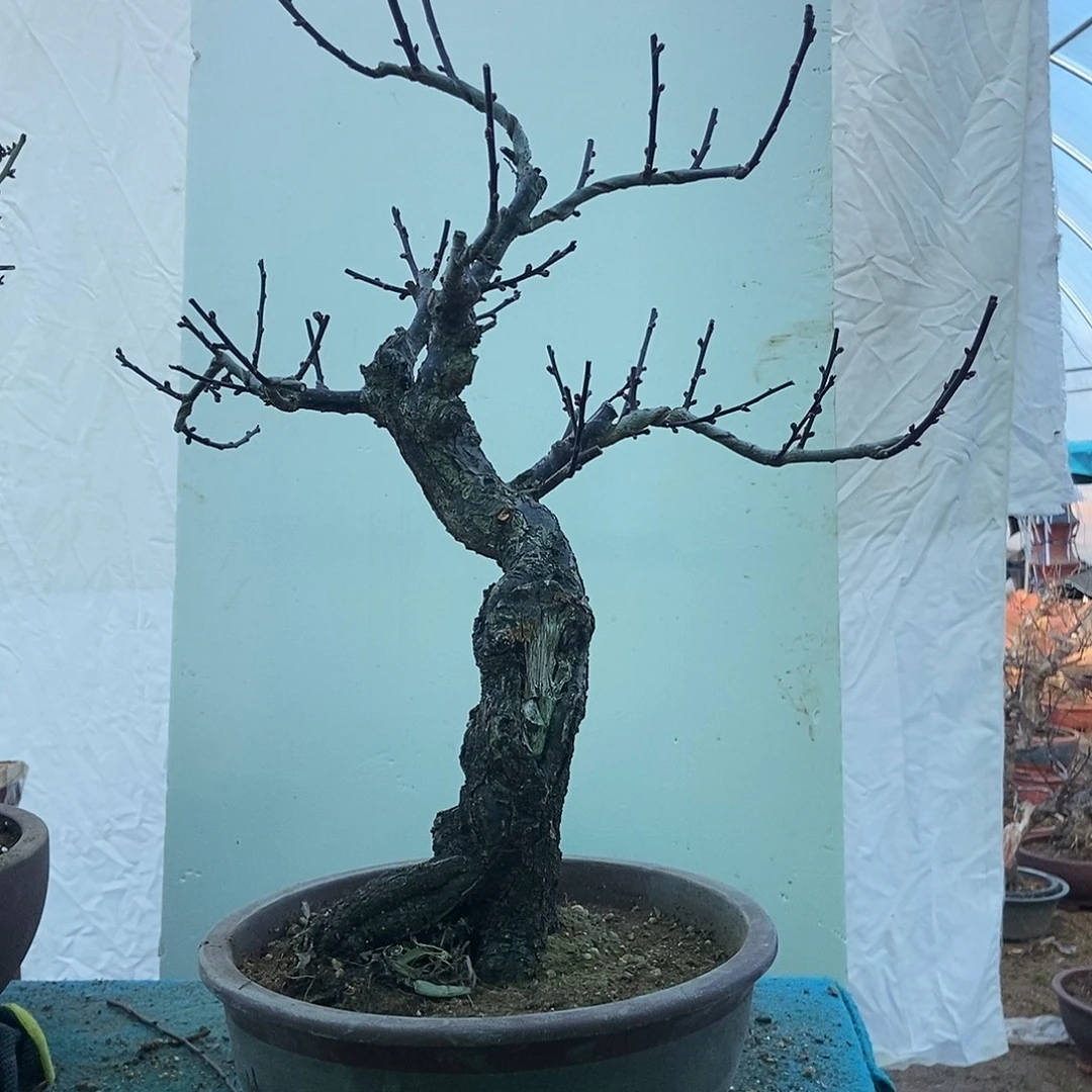 全部花苞20年野梅嫁接乌梅