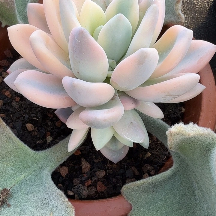 粉奥普锦多肉锦植物