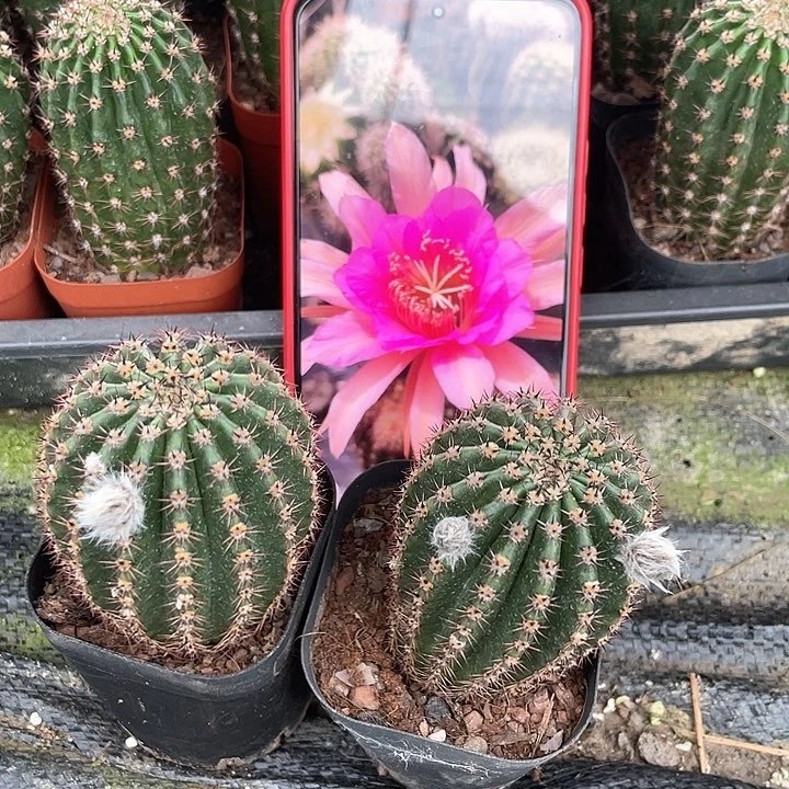 蓉蓉 有根 有花苞限量2颗