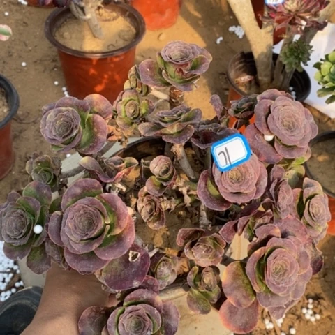 玫金玫瑰一物一拍