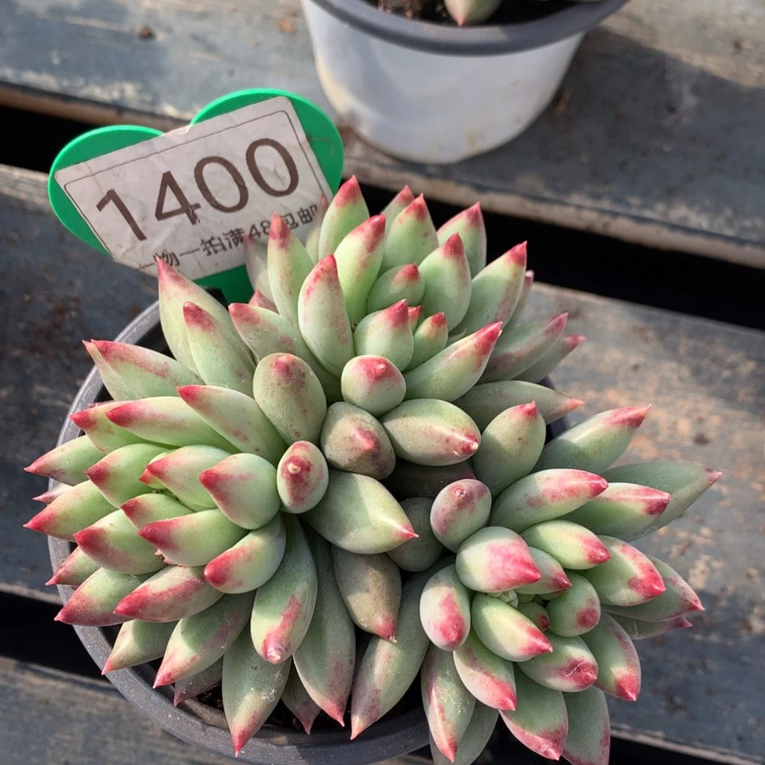 二代虞美人开播福利1400