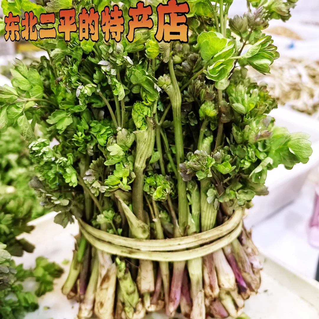 东北猫爪子菜新鲜山野菜食用蘸酱菜顺丰包邮