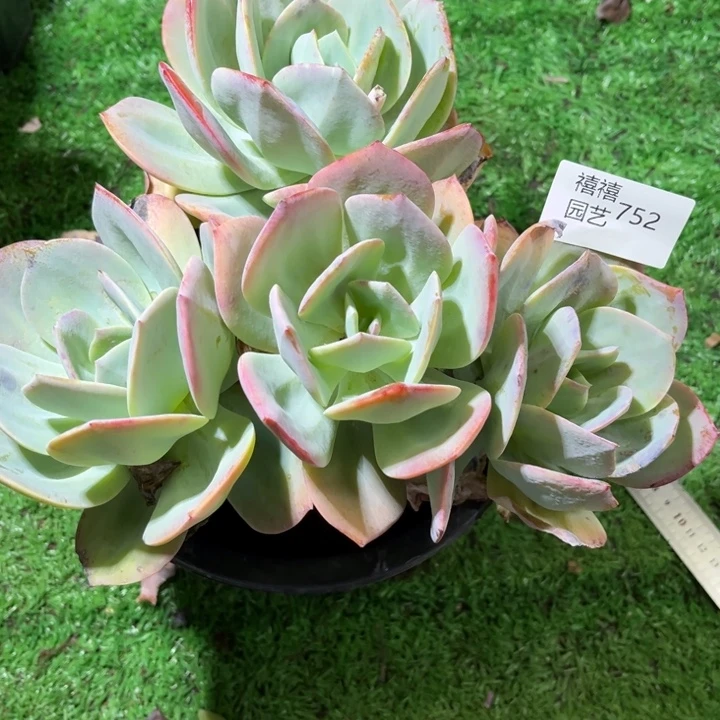 屋***莉752血凤多肉植物