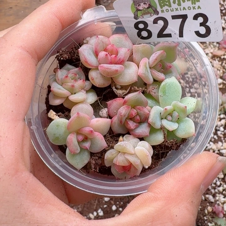 多肉植物多肉植物