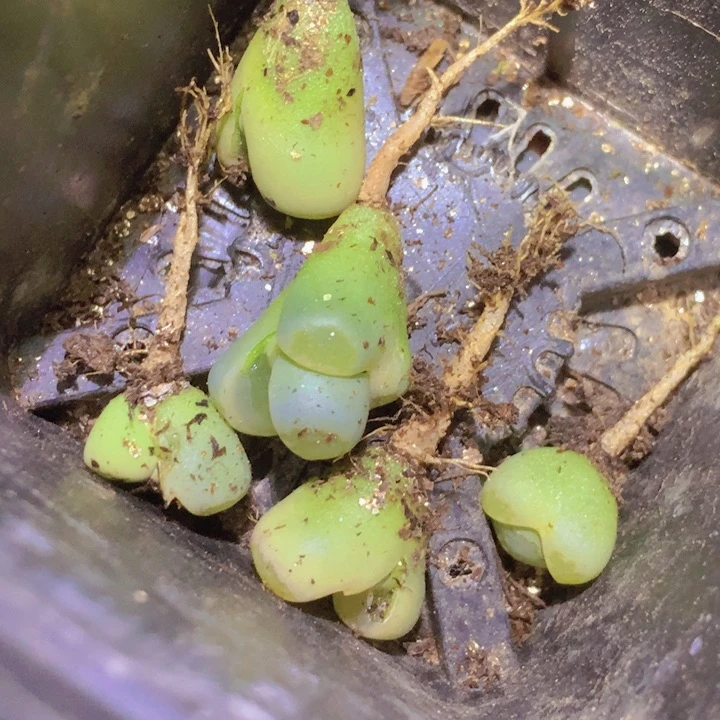 1559800000。      935858856