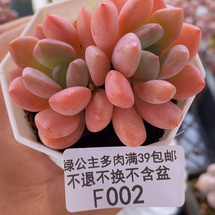粉桃花6cm002多肉植物