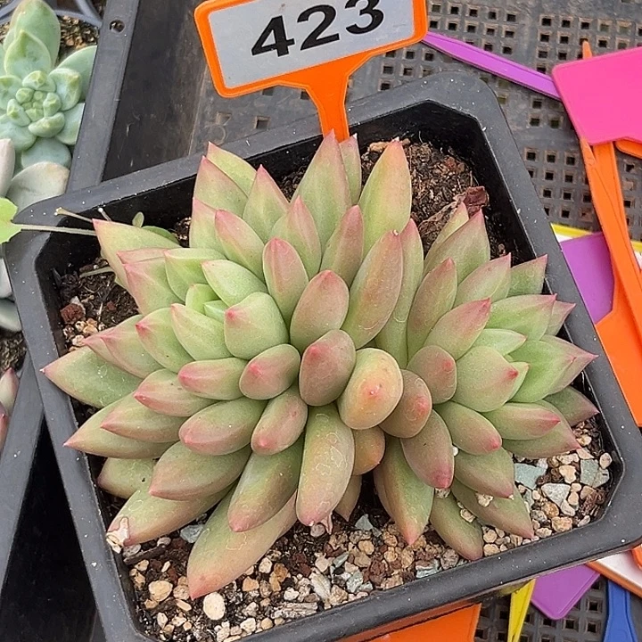多肉植物米其林423