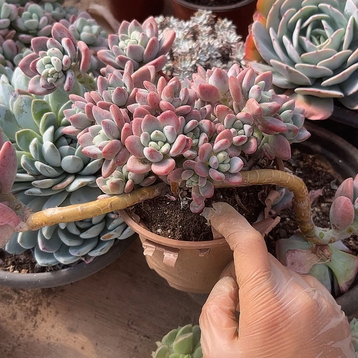 用***6两单包邮，一物一拍