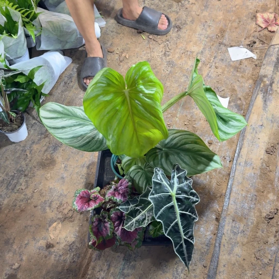 不开花植物一物一拍套餐30
