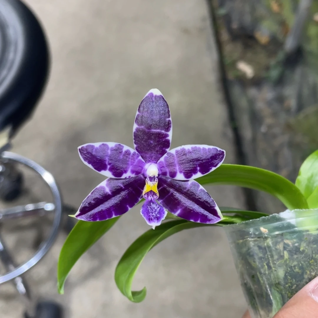 完全开放漏11111111111