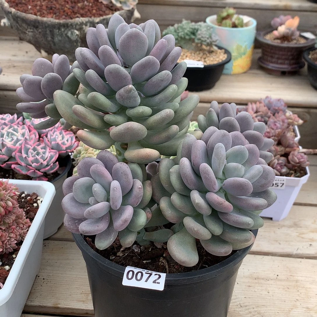 0072雪美人多肉一颗24厘米