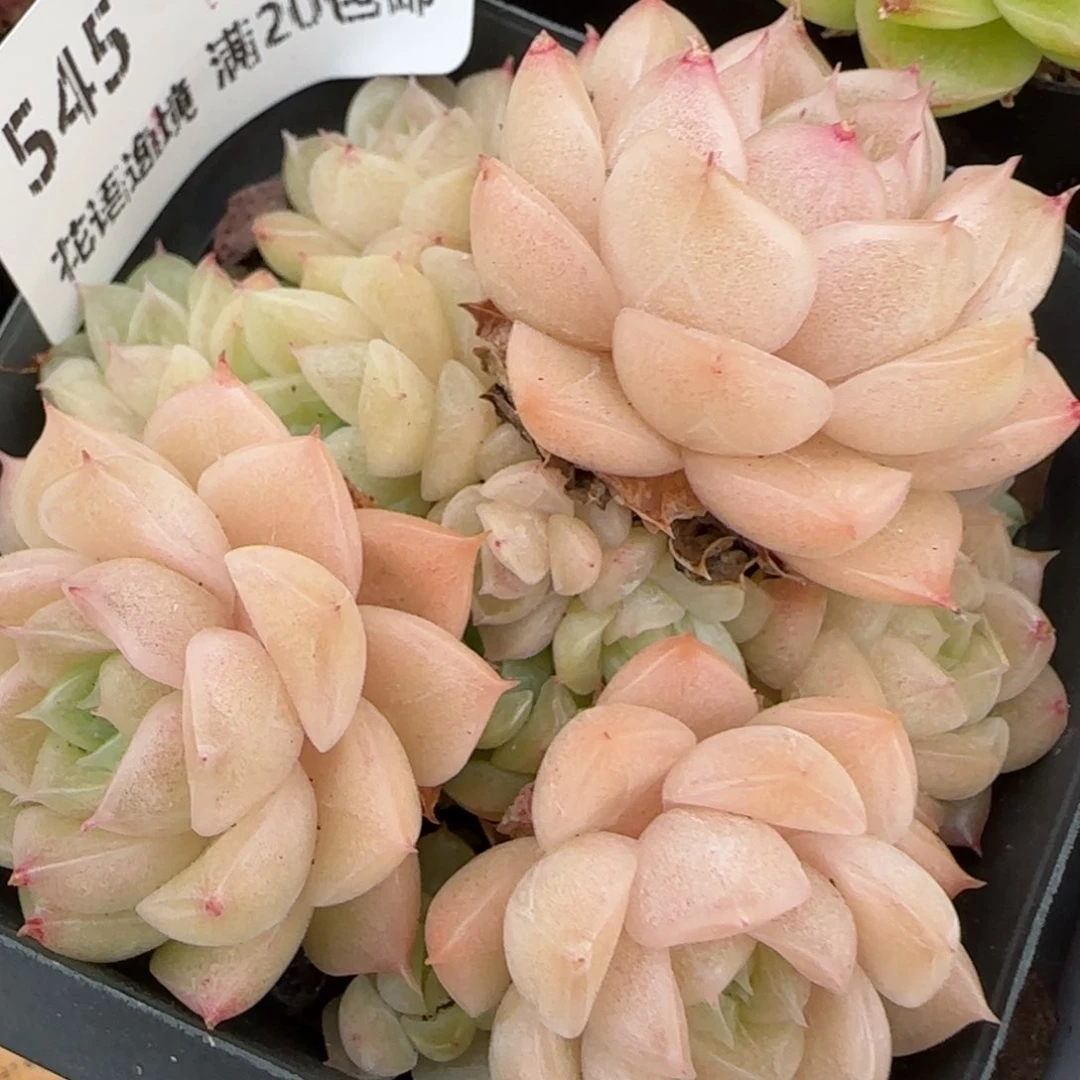 花语逸镜0203-545散